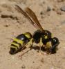 Ancistrocerus sp.